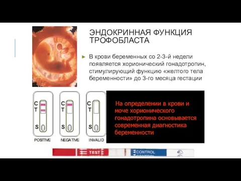 ЭНДОКРИННАЯ ФУНКЦИЯ ТРОФОБЛАСТА На определении в крови и моче хорионического гонадотропина основывается современная