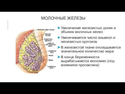 МОЛОЧНЫЕ ЖЕЛЕЗЫ Увеличение железистых долек и объема молочных желез Увеличивается