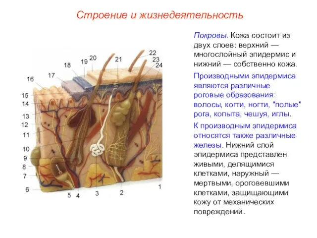 Строение и жизнедеятельность Покровы. Кожа состоит из двух слоев: верхний