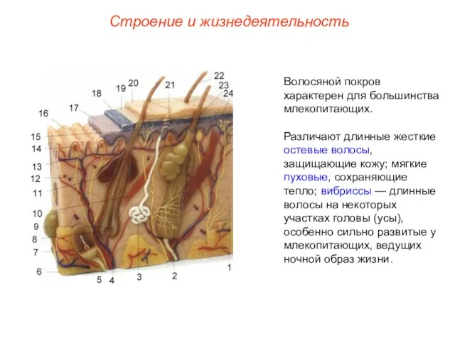 Строение и жизнедеятельность Волосяной покров характерен для большинства млекопитающих. Различают