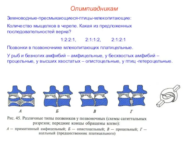 Земноводные-пресмыкающиеся-птицы-млекопитающие: Количество мыщелков в черепе. Какая из предложенных последовательностей верна?