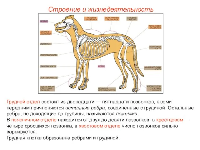 Строение и жизнедеятельность Грудной отдел состоит из двенадцати — пятнадцати