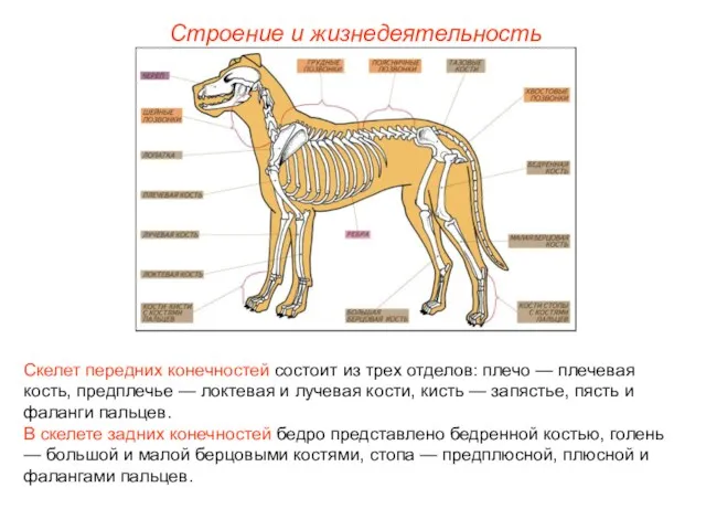 Строение и жизнедеятельность Скелет передних конечностей состоит из трех отделов: