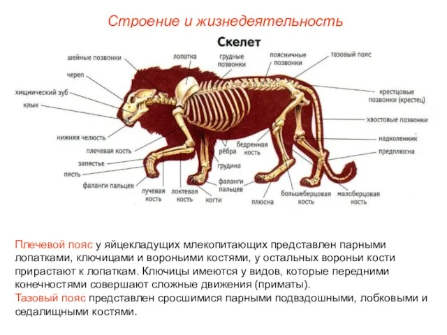 Строение и жизнедеятельность Плечевой пояс у яйцекладущих млекопитающих представлен парными