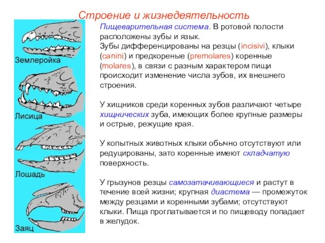 Строение и жизнедеятельность Пищеварительная система. В ротовой полости расположены зубы