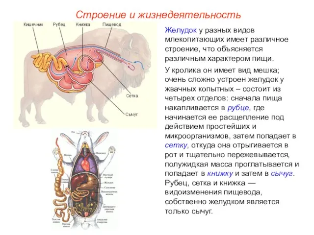 Строение и жизнедеятельность Желудок у разных видов млекопитающих имеет различное