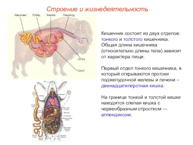 Строение и жизнедеятельность Кишечник состоит из двух отделов: тонкого и