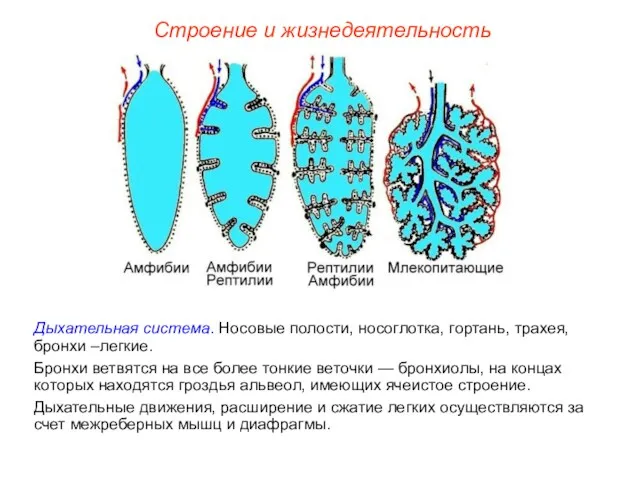 Строение и жизнедеятельность Дыхательная система. Носовые полости, носоглотка, гортань, трахея,