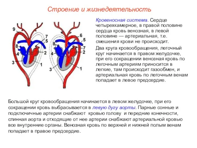 Строение и жизнедеятельность Большой круг кровообращения начинается в левом желудочке,