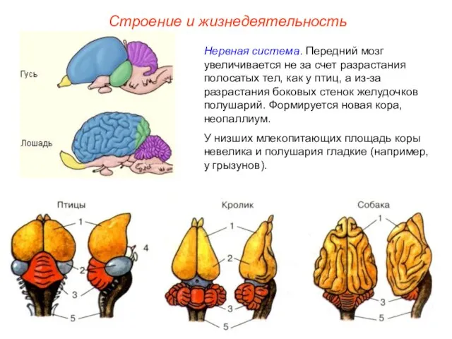 Строение и жизнедеятельность Нервная система. Передний мозг увеличивается не за