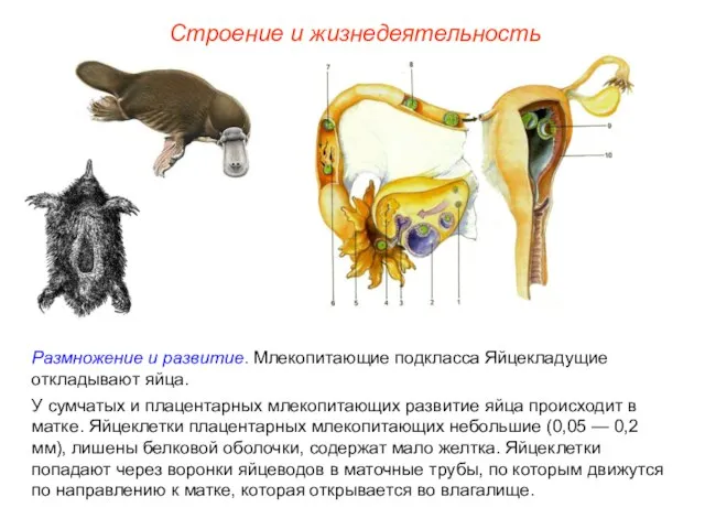 Строение и жизнедеятельность Размножение и развитие. Млекопитающие подкласса Яйцекладущие откладывают