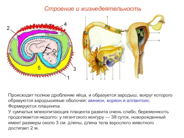 Строение и жизнедеятельность Происходит полное дробление яйца, и образуется зародыш,