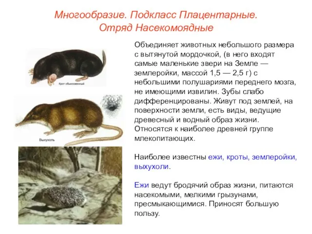 Многообразие. Подкласс Плацентарные. Отряд Насекомоядные Объединяет животных небольшого размера с