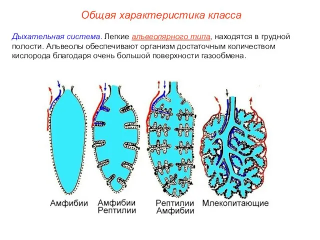 Общая характеристика класса Дыхательная система. Легкие альвеолярного типа, находятся в