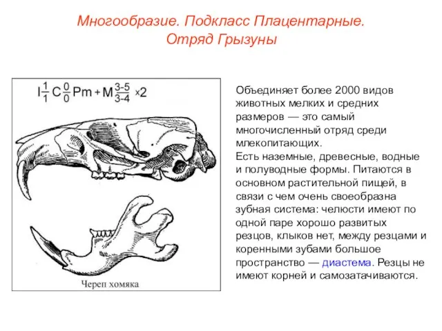 Многообразие. Подкласс Плацентарные. Отряд Грызуны Объединяет более 2000 видов животных