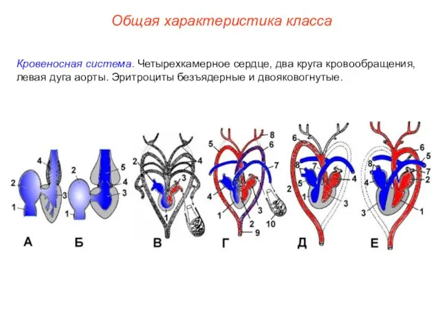 Общая характеристика класса Кровеносная система. Четырехкамерное сердце, два круга кровообращения,