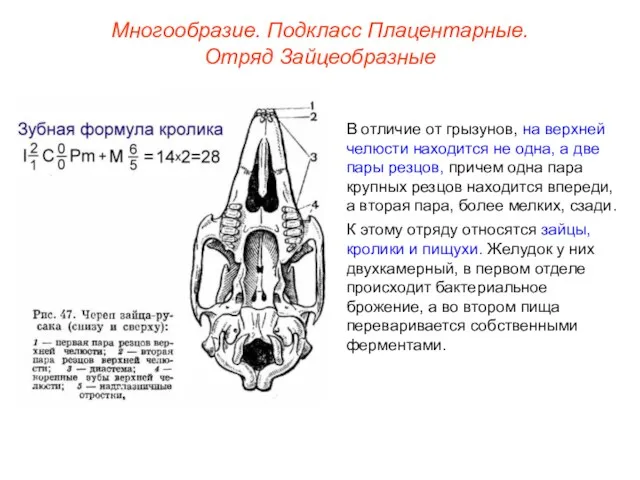 Многообразие. Подкласс Плацентарные. Отряд Зайцеобразные В отличие от грызунов, на