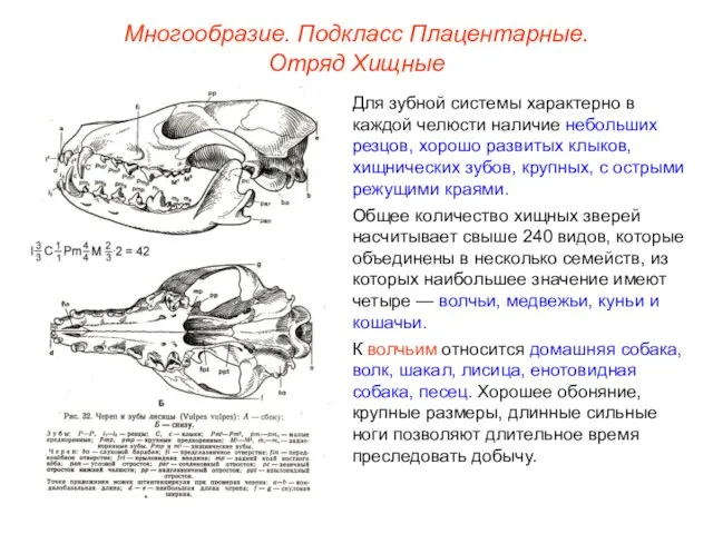 Многообразие. Подкласс Плацентарные. Отряд Хищные Для зубной системы характерно в