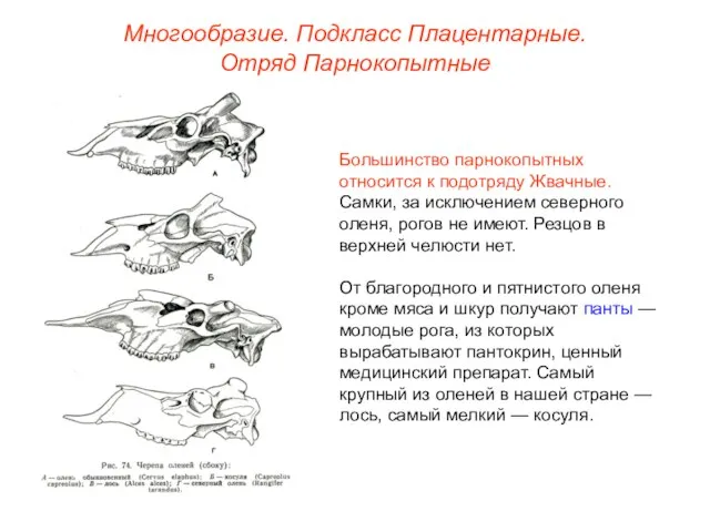 Многообразие. Подкласс Плацентарные. Отряд Парнокопытные Большинство парнокопытных относится к подотряду