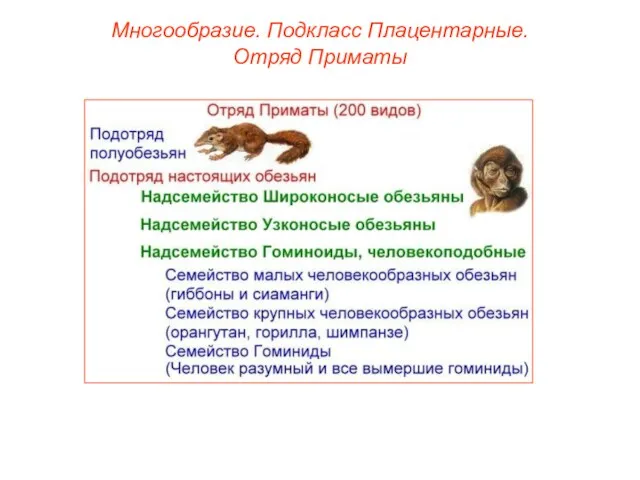 Многообразие. Подкласс Плацентарные. Отряд Приматы