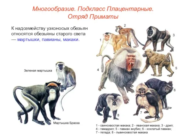 Многообразие. Подкласс Плацентарные. Отряд Приматы К надсемейству узконосых обезьян относятся