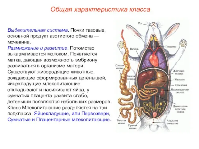 Общая характеристика класса Выделительная система. Почки тазовые, основной продукт азотистого