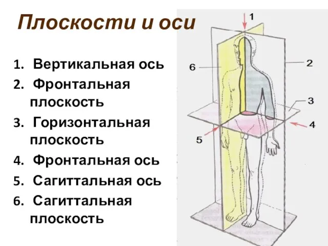 Вертикальная ось Фронтальная плоскость Горизонтальная плоскость Фронтальная ось Сагиттальная ось Сагиттальная плоскость Плоскости и оси