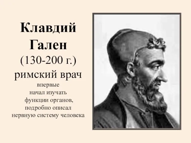 Клавдий Гален (130-200 г.) римский врач впервые начал изучать функции органов, подробно описал нервную систему человека