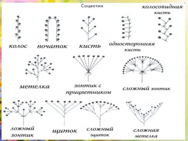 Соцветия генеративные Соцветия – это группы цветков, расположенных близко один