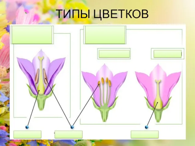 ТИПЫ ЦВЕТКОВ