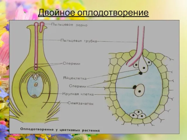 Двойное оплодотворение