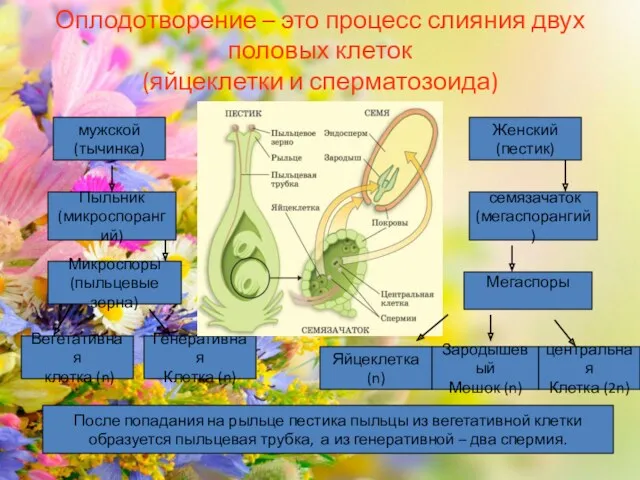 Оплодотворение – это процесс слияния двух половых клеток (яйцеклетки и