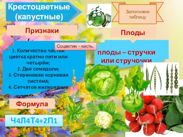 Крестоцветные (капустные) Признаки Формула плоды – стручки или стручочки Плоды