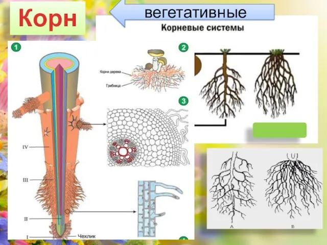 Корни вегетативные