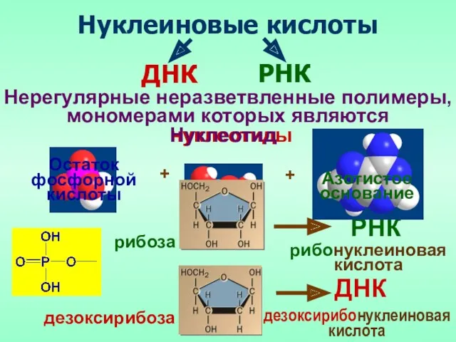 Нуклеиновые кислоты ДНК нуклеотиды РНК РНК ДНК Нерегулярные неразветвленные полимеры,