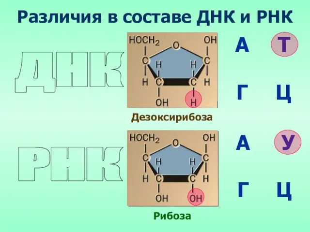 Дезоксирибоза А Т У Г Ц Рибоза А Г Ц