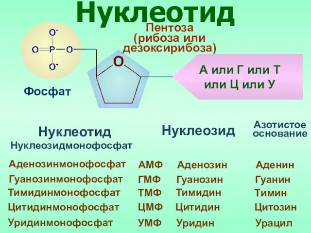 Нуклеотид Фосфат Пентоза (рибоза или дезоксирибоза) Тимин Азотистое основание Нуклеозид