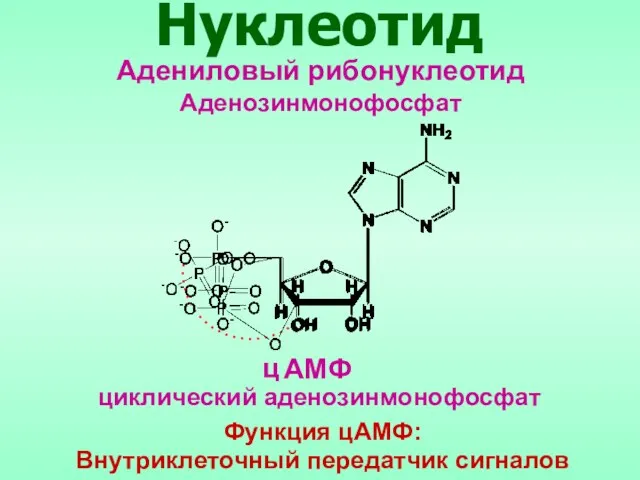 Нуклеотид Адениловый рибонуклеотид Аденозинмонофосфат АМФ ц циклический аденозинмонофосфат Функция цАМФ: Внутриклеточный передатчик сигналов