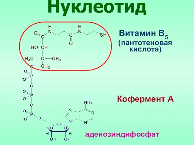Кофермент А Витамин В5 (пантотеновая кислота) Нуклеотид аденозиндифосфат