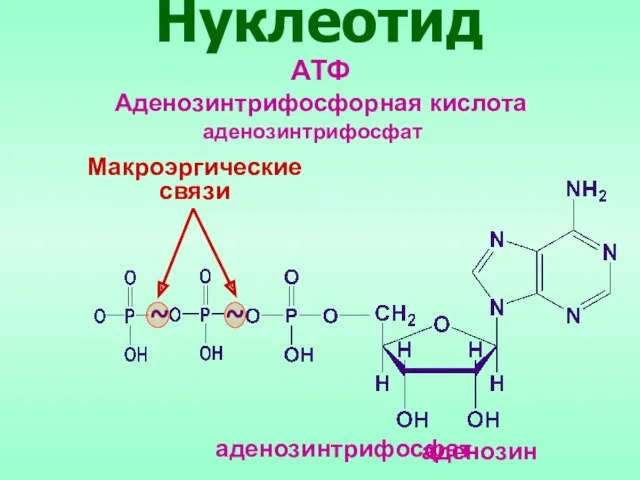 АТФ Аденозинтрифосфорная кислота Нуклеотид Макроэргические связи аденозинтрифосфат аденозин аденозинтрифосфат