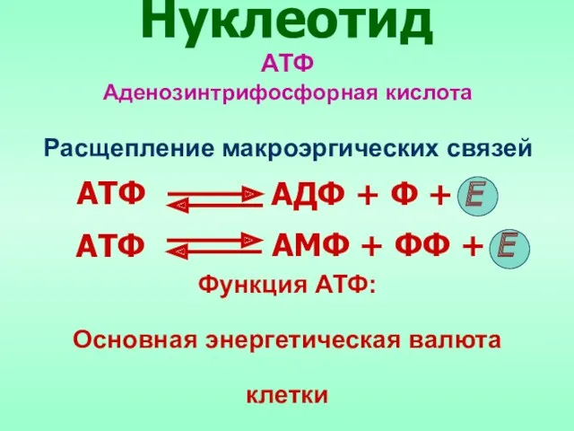 АТФ АДФ + Ф + Е АМФ + ФФ +