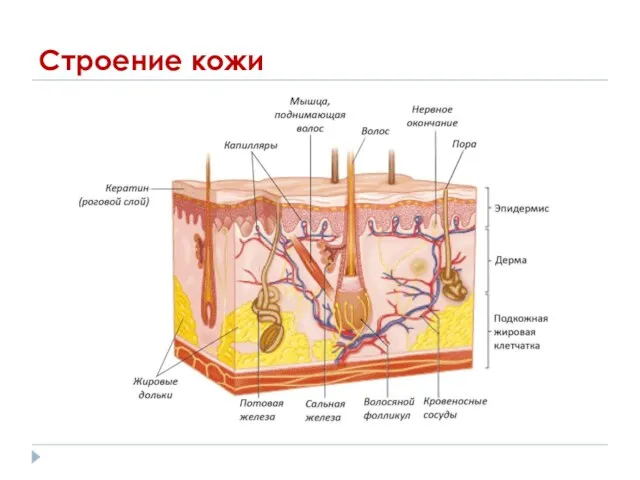 Строение кожи