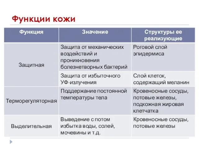 Функции кожи