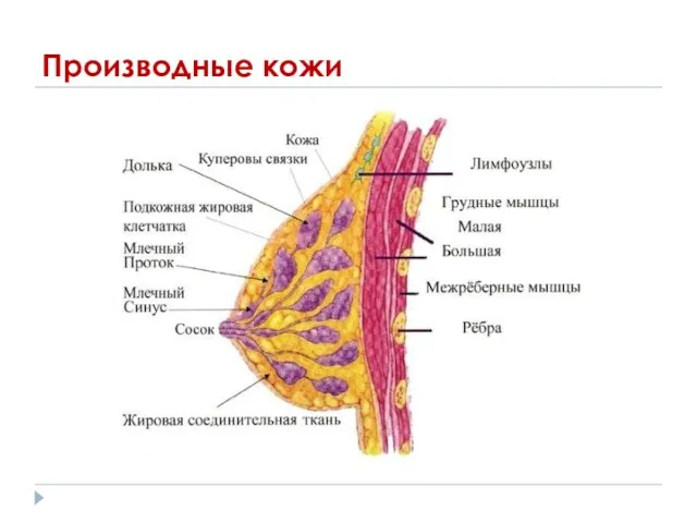 Производные кожи