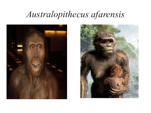 Australopithecus afarensis