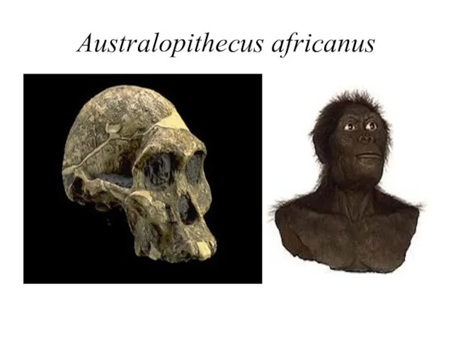 Australopithecus africanus