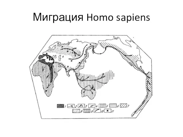 Миграция Homo sapiens