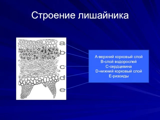 Строение лишайника А-верхний корковый слой В-слой водорослей С-сердцевина D-нижний корковый слой Е-ризоиды