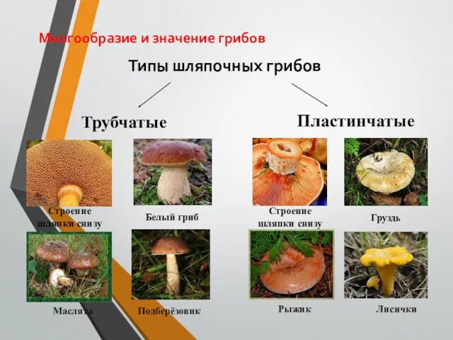 Многообразие и значение грибов Типы шляпочных грибов Груздь Лисички Строение
