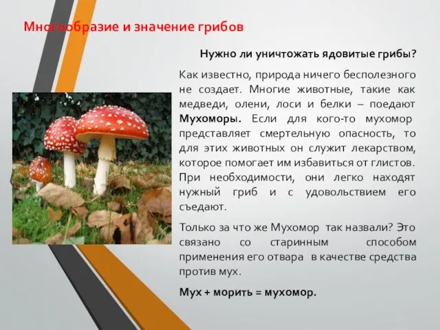 Многообразие и значение грибов Нужно ли уничтожать ядовитые грибы? Как
